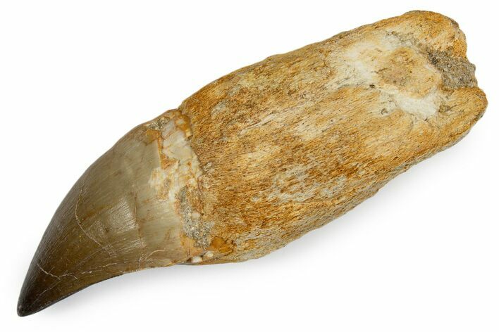 Fossil Rooted Mosasaur (Thalassotitan) Tooth - Morocco #345200